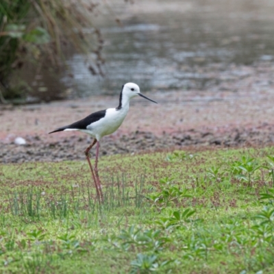 Himantopus leucocephalus (Pied Stilt) at Moss Vale - 6 Jan 2021 by NigeHartley