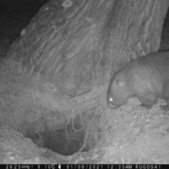 Vombatus ursinus (Common wombat, Bare-nosed Wombat) at Yass River, NSW - 7 Jan 2021 by SenexRugosus