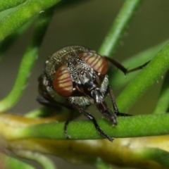 Stomorhina sp. (genus) (Snout fly) at Acton, ACT - 12 Jan 2021 by TimL