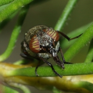 Stomorhina sp. (genus) at Acton, ACT - 12 Jan 2021