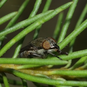 Stomorhina sp. (genus) at Acton, ACT - 12 Jan 2021