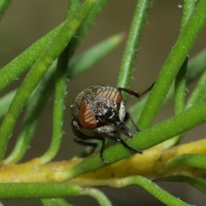 Stomorhina sp. (genus) at Acton, ACT - 12 Jan 2021