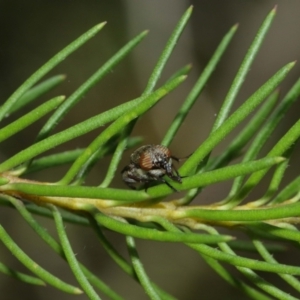 Stomorhina sp. (genus) at Acton, ACT - 12 Jan 2021