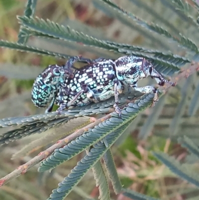 Chrysolopus spectabilis (Botany Bay Weevil) at Greenway, ACT - 13 Jan 2021 by michaelb