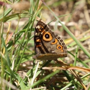 Junonia villida at Bonython, ACT - 13 Jan 2021