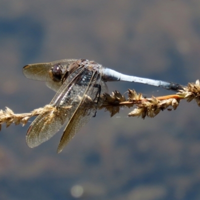 Orthetrum caledonicum (Blue Skimmer) at Bonython, ACT - 13 Jan 2021 by RodDeb