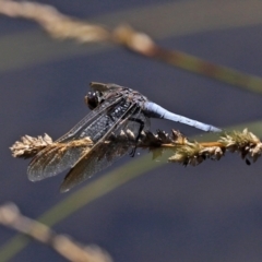 Orthetrum caledonicum at Bonython, ACT - 13 Jan 2021