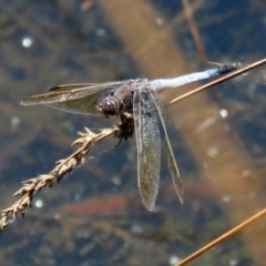 Orthetrum caledonicum at Bonython, ACT - 13 Jan 2021