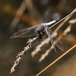 Orthetrum caledonicum at Bonython, ACT - 13 Jan 2021