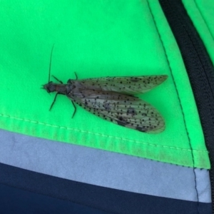 Archichauliodes (Riekochauliodes) guttiferus at Mount Clear, ACT - 8 Jan 2021