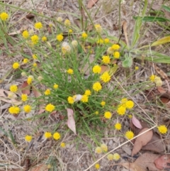 Calotis lappulacea (Yellow Burr Daisy) at Cook, ACT - 12 Jan 2021 by drakes