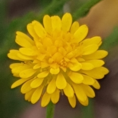 Calotis lappulacea at Cook, ACT - 13 Jan 2021