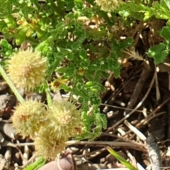 Calotis lappulacea at Cook, ACT - 13 Jan 2021