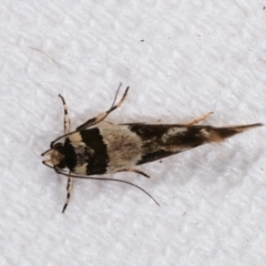 Macrobathra desmotoma at Melba, ACT - 1 Jan 2021 12:28 AM