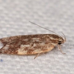 Garrha phoenopis at Melba, ACT - 1 Jan 2021