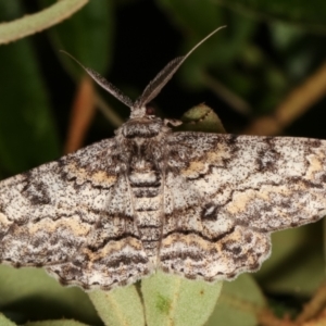 Cleora displicata at Melba, ACT - 1 Jan 2021 12:40 AM