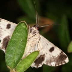 Cleora displicata at Melba, ACT - 1 Jan 2021 12:40 AM