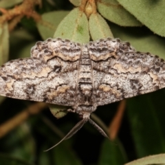 Cleora displicata at Melba, ACT - 1 Jan 2021