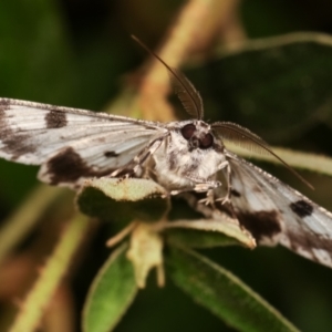 Cleora displicata at Melba, ACT - 1 Jan 2021