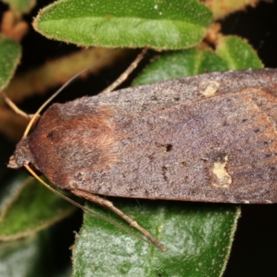 Diarsia intermixta (Chevron Cutworm, Orange Peel Moth.) at Melba, ACT - 1 Jan 2021 by kasiaaus