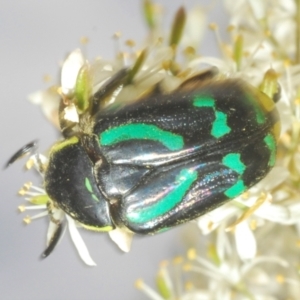 Chlorobapta frontalis at Cooma, NSW - 13 Jan 2021