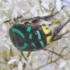 Chlorobapta frontalis at Cooma, NSW - 13 Jan 2021