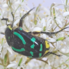 Chlorobapta frontalis at Cooma, NSW - 13 Jan 2021