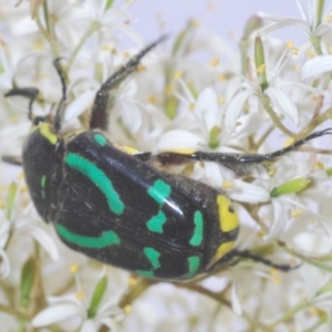 Chlorobapta frontalis at Cooma, NSW - 13 Jan 2021