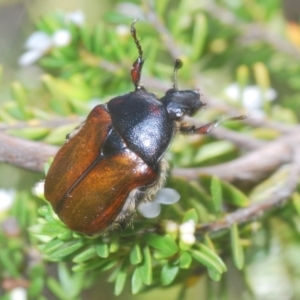 Bisallardiana gymnopleura at Jindabyne, NSW - 12 Jan 2021 03:05 PM