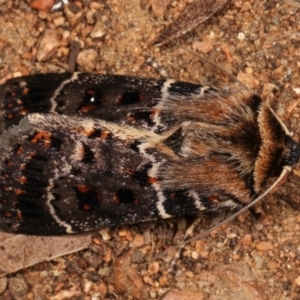 Proteuxoa sanguinipuncta at Melba, ACT - 1 Jan 2021 01:09 AM