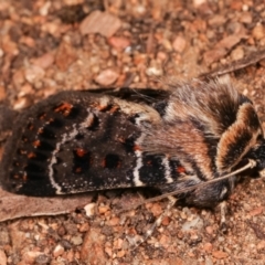 Proteuxoa sanguinipuncta at Melba, ACT - 1 Jan 2021 01:09 AM