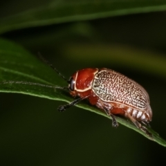 Aporocera (Aporocera) sculptilis at Melba, ACT - 1 Jan 2021