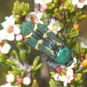 Castiarina flavoviridis at Kosciuszko National Park, NSW - 13 Jan 2021