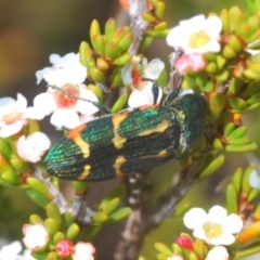 Castiarina flavoviridis at Kosciuszko National Park, NSW - 13 Jan 2021