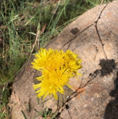 Podolepis hieracioides (Long Podolepis) at Mount Clear, ACT - 7 Jan 2021 by kattykat