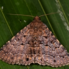 Diatenes aglossoides (An Erebid Moth) at Melba, ACT - 1 Jan 2021 by kasiaaus