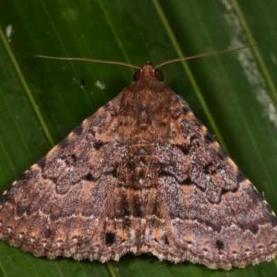 Diatenes aglossoides (An Erebid Moth) at Melba, ACT - 31 Dec 2020 by kasiaaus