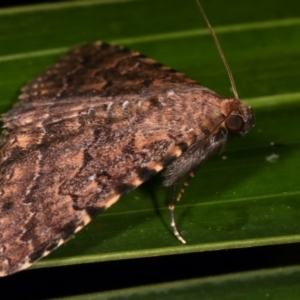 Diatenes aglossoides at Melba, ACT - 1 Jan 2021