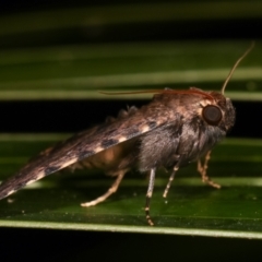 Diatenes aglossoides at Melba, ACT - 1 Jan 2021 01:32 AM