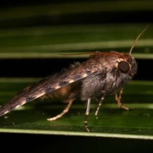 Diatenes aglossoides at Melba, ACT - 1 Jan 2021 01:32 AM