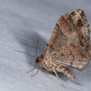 Epyaxa subidaria at Melba, ACT - 1 Jan 2021