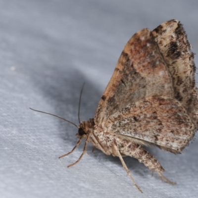 Epyaxa subidaria (Subidaria Moth) at Melba, ACT - 1 Jan 2021 by kasiaaus