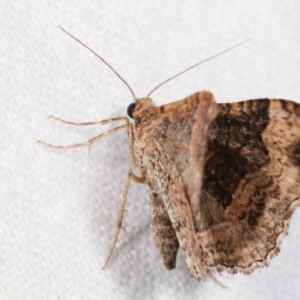 Epyaxa subidaria at Melba, ACT - 1 Jan 2021