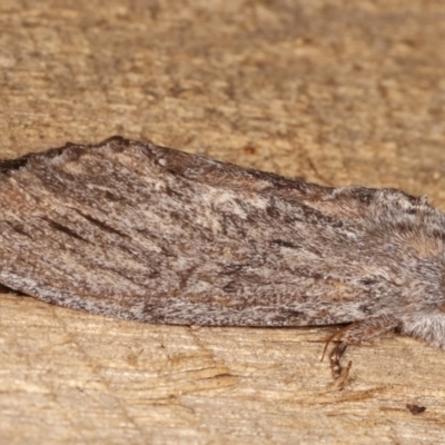 Destolmia lineata (Streaked Notodontid Moth) at Melba, ACT - 1 Jan 2021 by kasiaaus