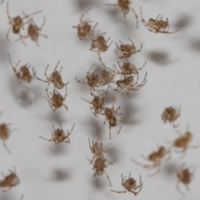 Phonognathidae (family) (Leaf curling orb-weavers) at Evatt, ACT - 9 Jan 2021 by TimL