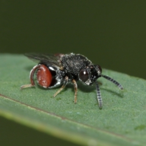 Chalcididae (family) at Acton, ACT - 8 Jan 2021