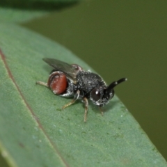 Chalcididae (family) at Acton, ACT - 8 Jan 2021