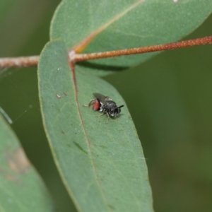 Chalcididae (family) at Acton, ACT - 8 Jan 2021