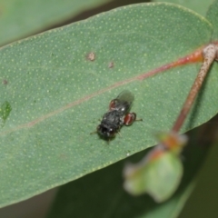 Chalcididae (family) at Acton, ACT - 8 Jan 2021