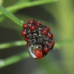 Pentatomidae (family) (Shield or Stink bug) at Acton, ACT - 3 Jan 2021 by TimL